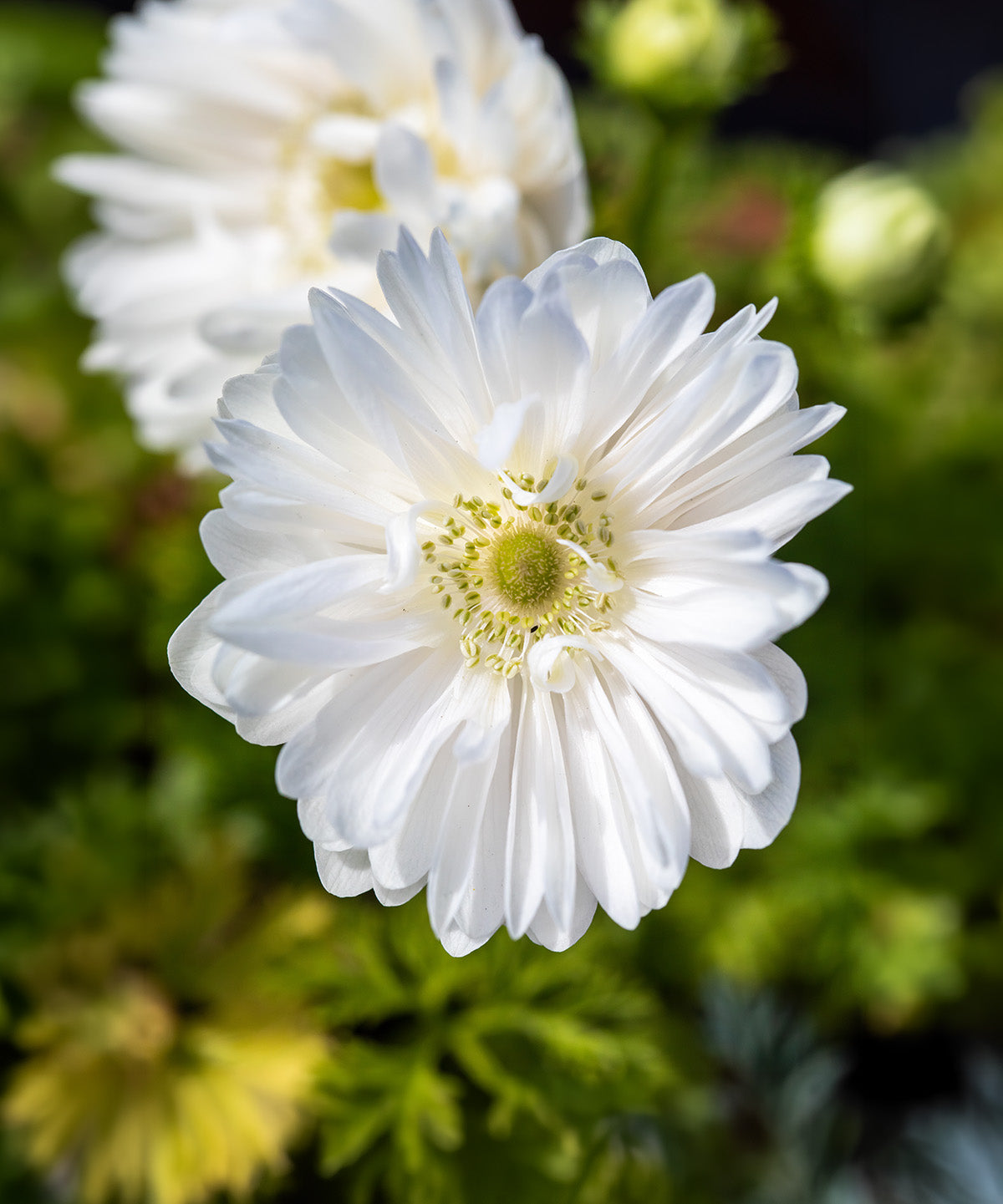 Mount Everest Anemone Coronaria - 25 bulbs