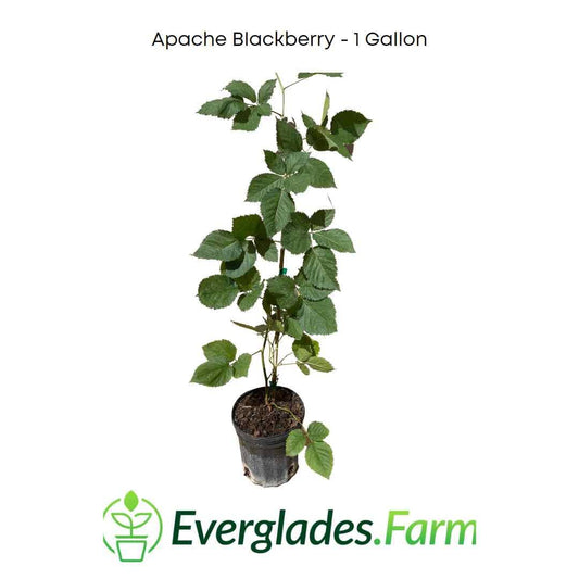 Apache Blackberry, Summer Bearing, Thornless, Plant