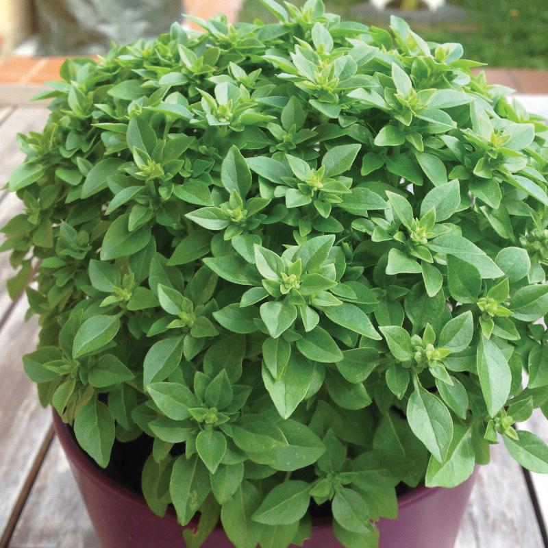 Dwarf Greek Basil - Blessings Grow Meadows