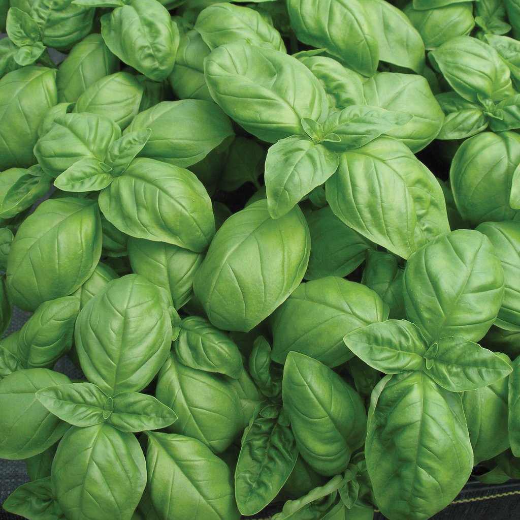 Genovese Basil - Blessings Grow Meadows