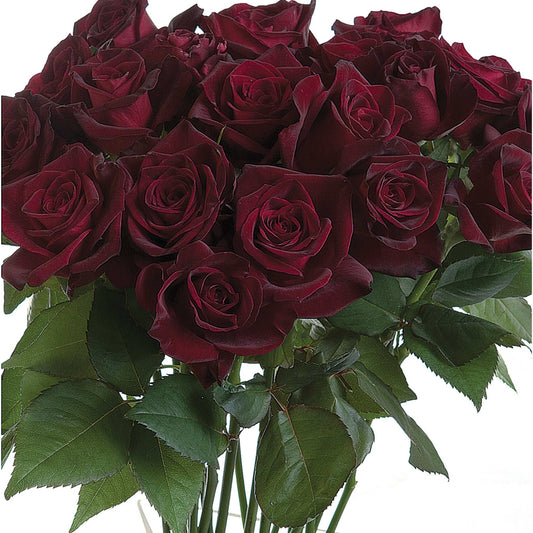 Black Baccara rose plant in a 1.5-gallon pot, featuring dark, velvety roses with lush green foliage, by Fresh Garden Living.