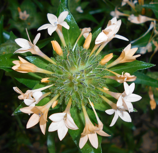 100 LARGE FLOWERED PHLOX Collomia Grandiflora Flower Seeds