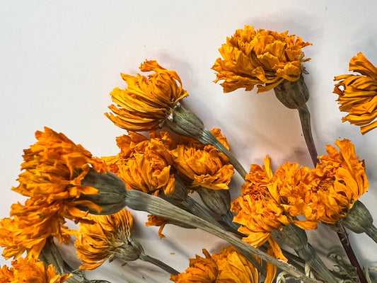 Dried Marigold Gold