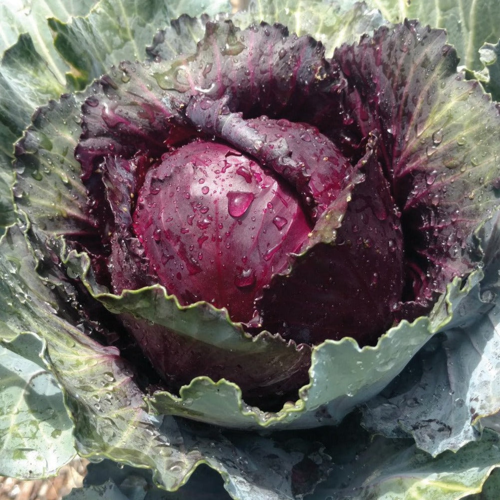 Red Acre Cabbage - Blessings Grow Meadows