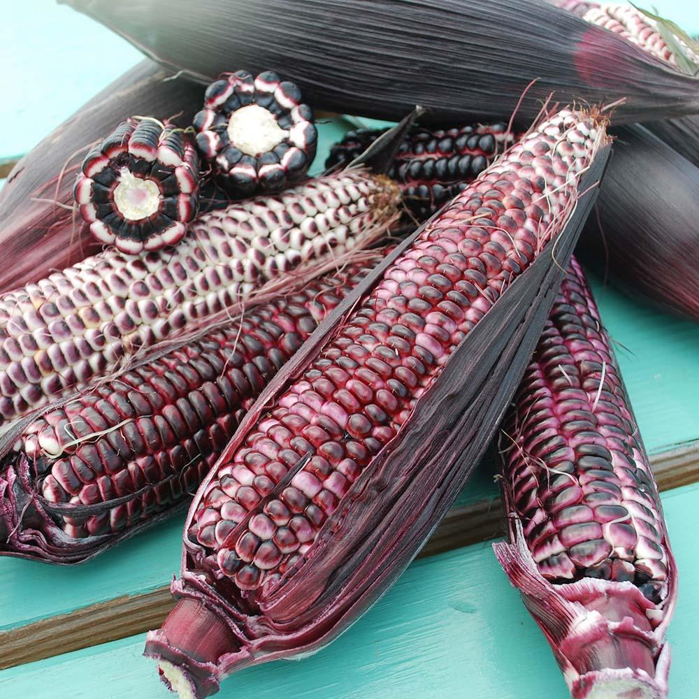 Double Red Sweet Corn - Blessings Grow Meadows