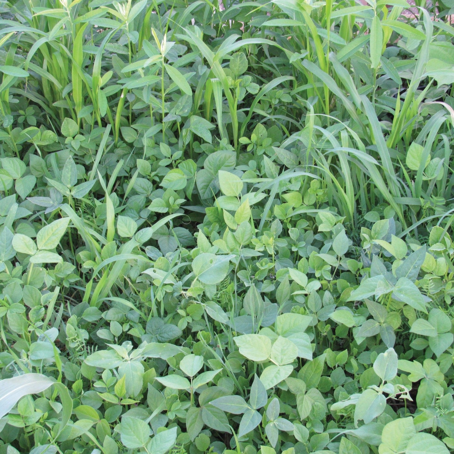 Cover Crop Mix - Blessings Grow Meadows