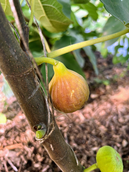 Fresh C's Red Heirloom Fig from The Farm On Central, showcasing its vibrant red skin and ripe, juicy interior.