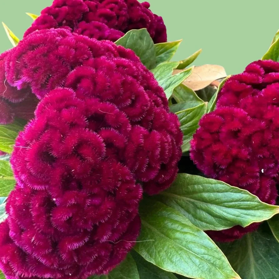 Cockscomb Celosia Brainiac Mad Magenta seeds from John's Plant Adventures, vibrant magenta flower buds and green foliage.