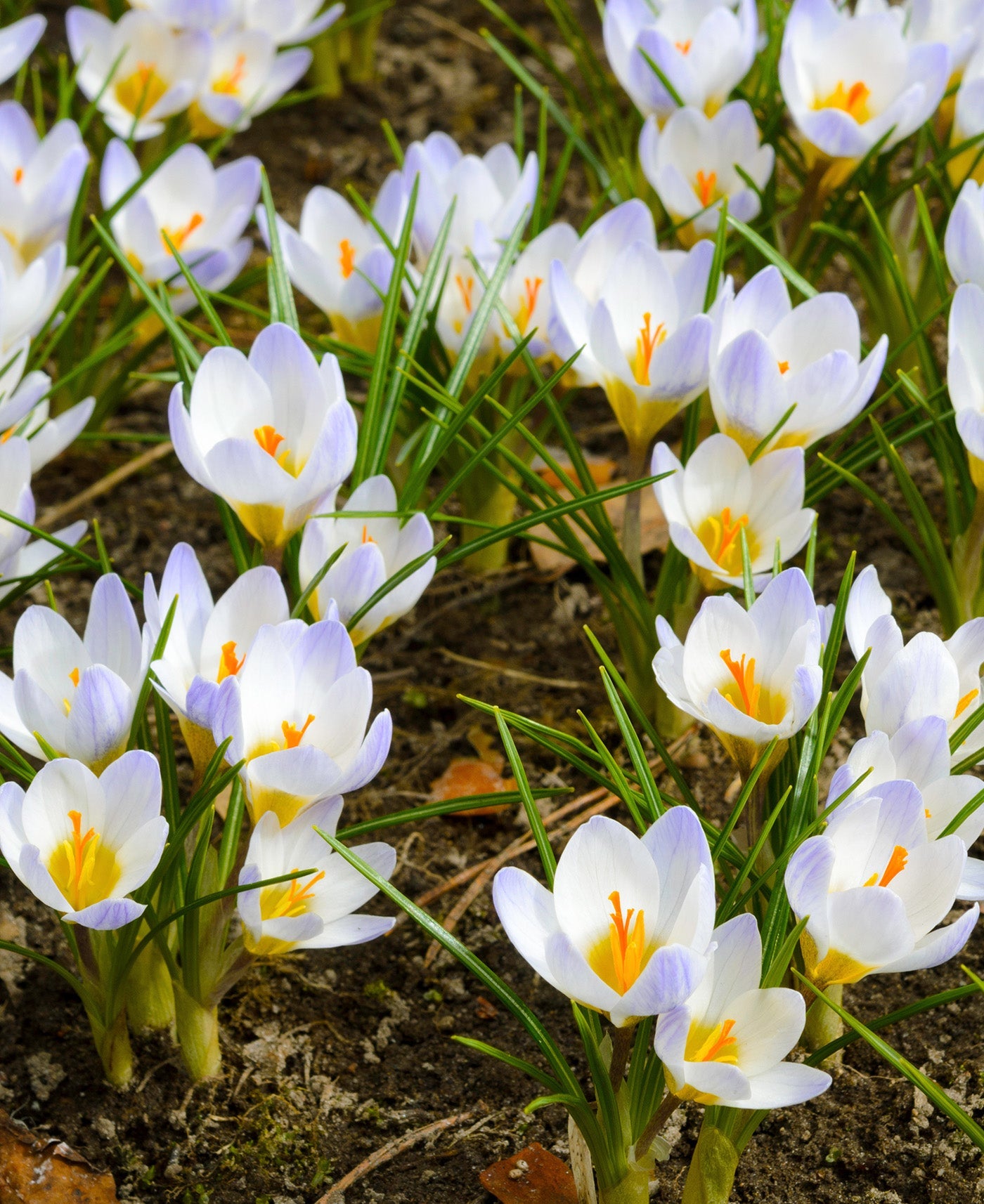 Blue Pearl Species Crocus - 10 bulbs