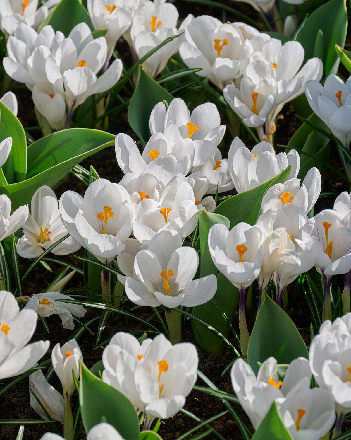 Jeanne d' Arc Large Flowering Crocus - 10 bulbs