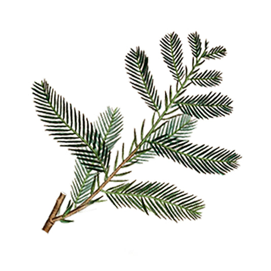 Illustration of a slender green cypress branch with paired needles on short stems set against white—ideal for highlighting the natural origins of Cypress Essential Oil by Rustic Strength, perfect for aromatherapy.