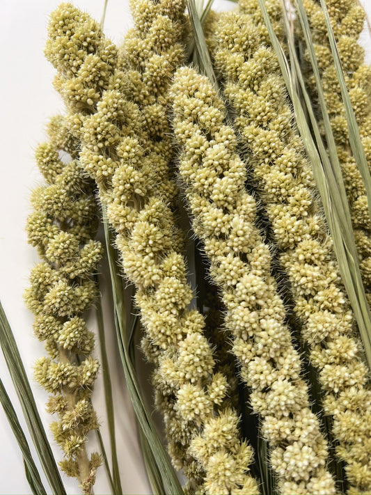 Dried Limelight Millet
