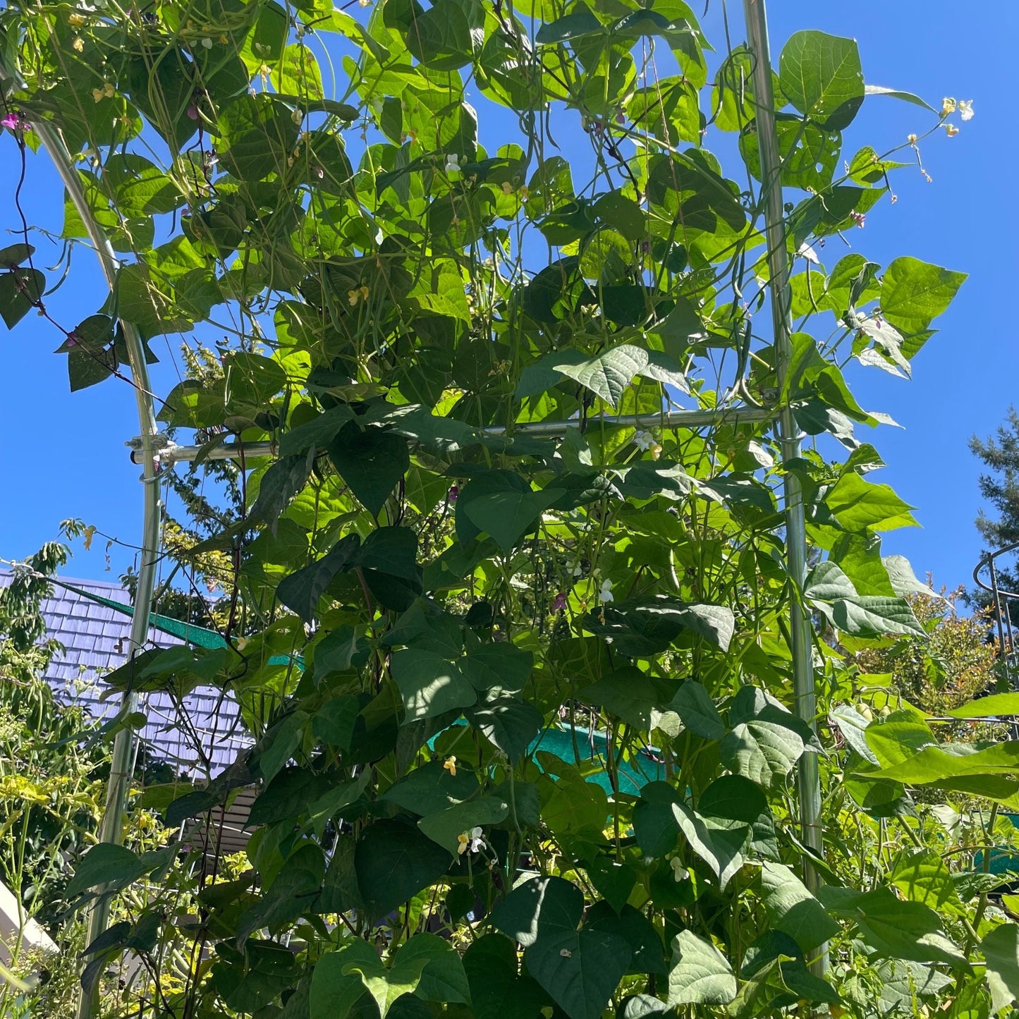 DIY Garden Arch - Bootstrap Farmer ~ Blessings Grow Meadows