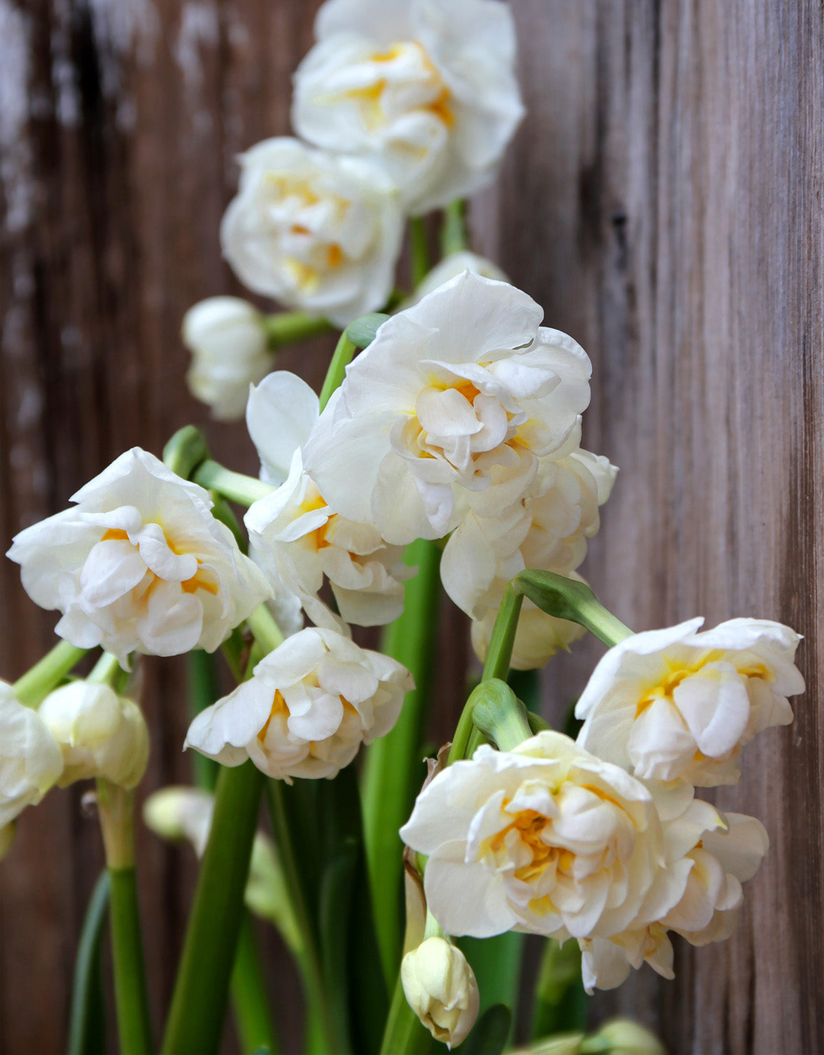 Bridal Crown Double Daffodil - 10 bulbs