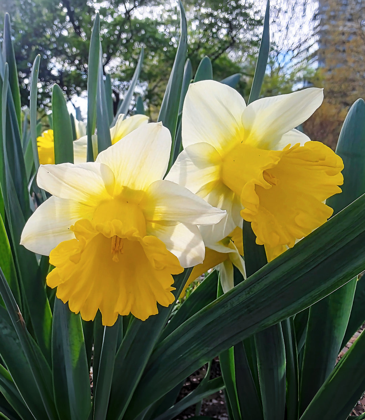 Goblet Trumpet Daffodil - 10 bulbs