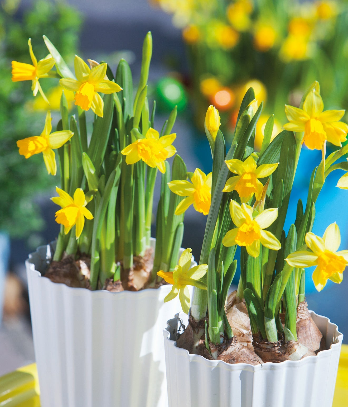 Tete a Tete Cyclamineus Daffodil - 10 bulbs