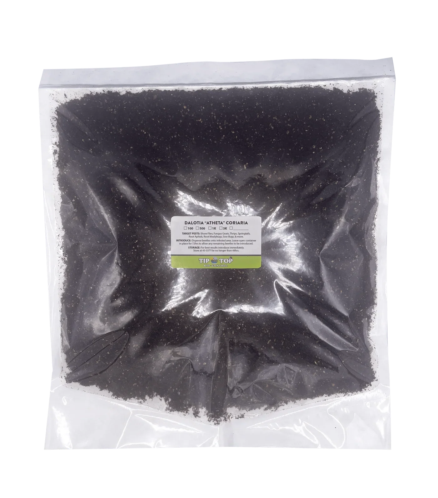 Dalotia coriaria - Rove Beetle - Blessings Grow Meadows -