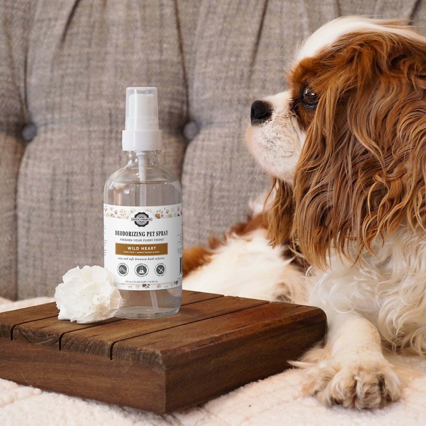 A brown and white Cavalier King Charles Spaniel on a couch looks at a bottle of Rustic Strengths Deodorizing Pet Spray | The Between-Wash Wonder, which is placed on a wooden stand next to a white flower.