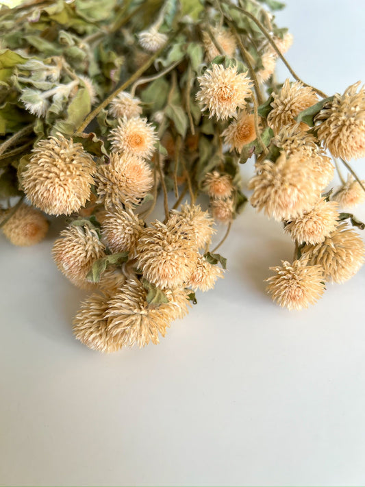 Dried Gomphrena Ivory