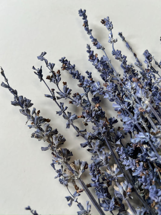Dried Salvia
