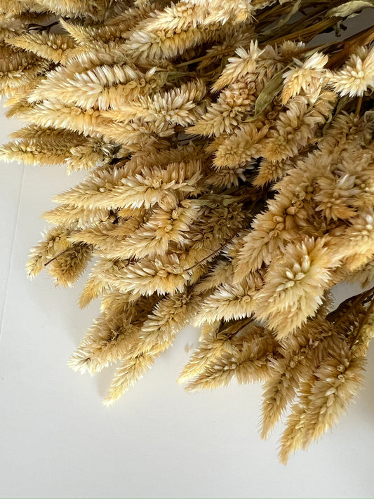 Dried Celosia White Spike