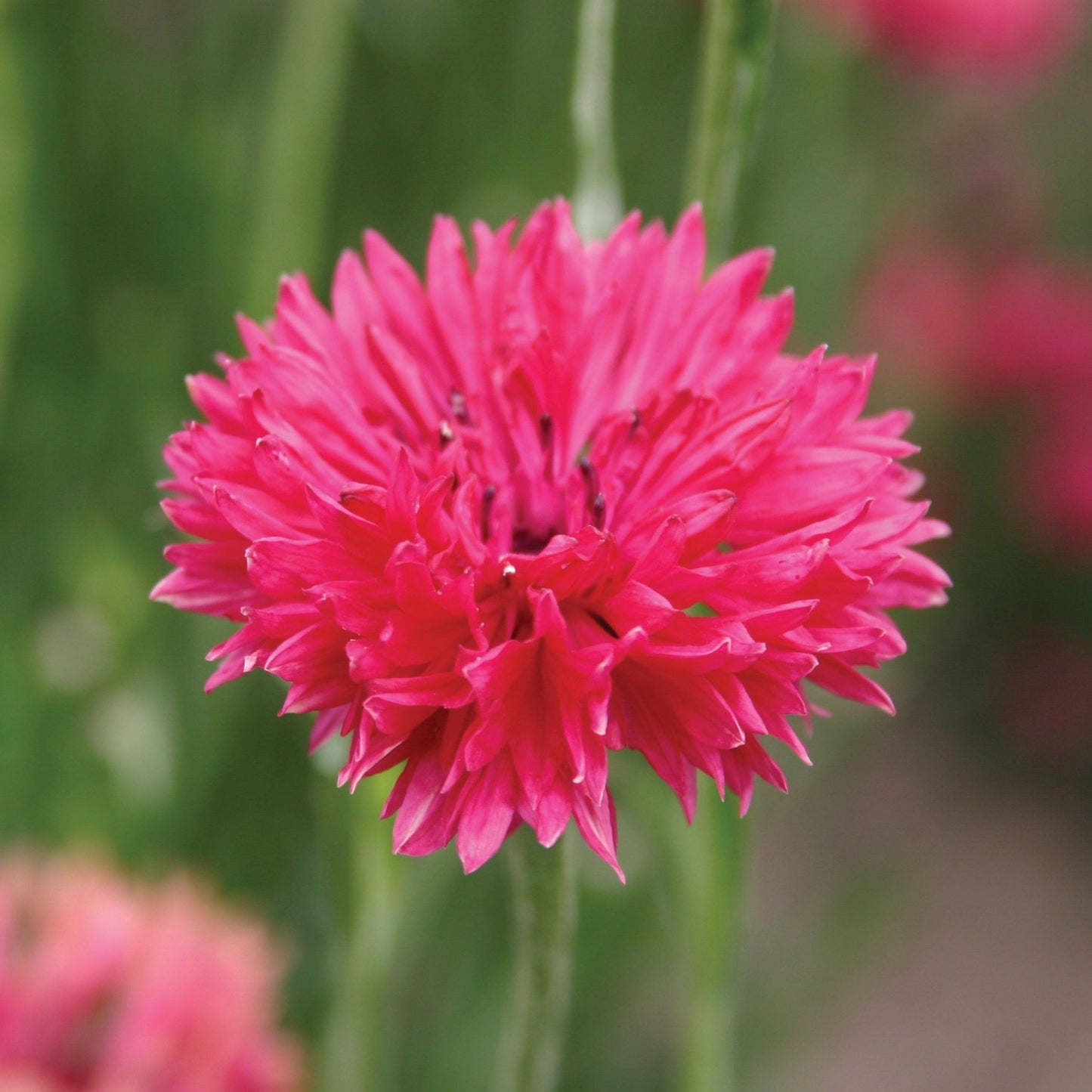 Bachelor's Buttons Red - Blessings Grow Meadows