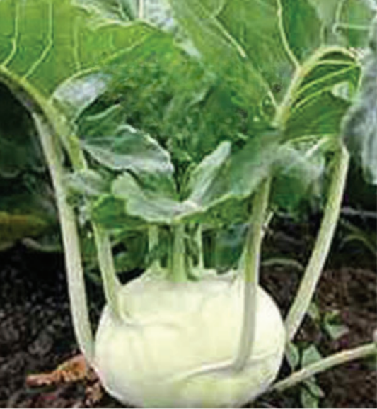 Early White Vienna Kohlrabi Seeds - Blessings Grow Meadows