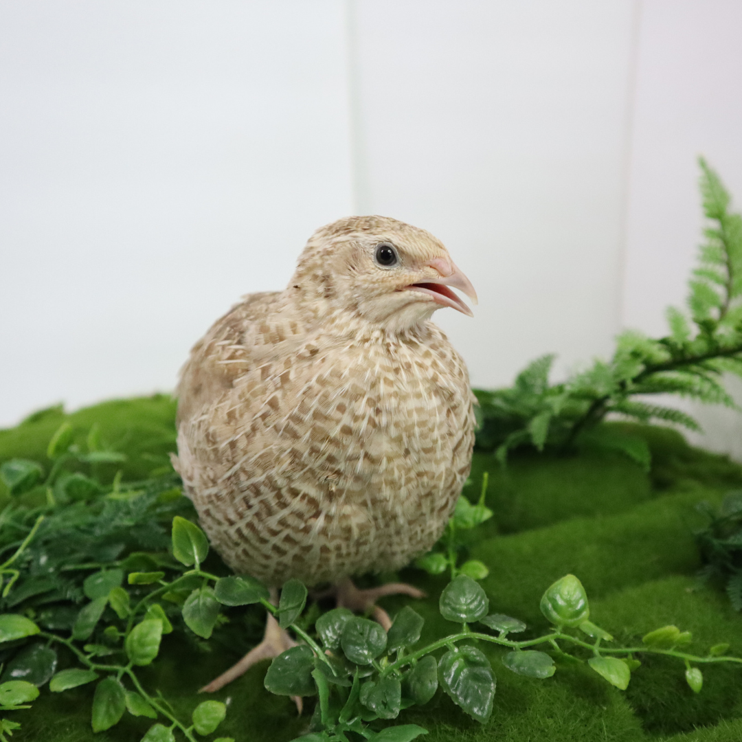 Egyptian Gold fertile quail hatching eggs from Quailz.com by Undique LLC, showing smooth, golden eggs with natural markings.