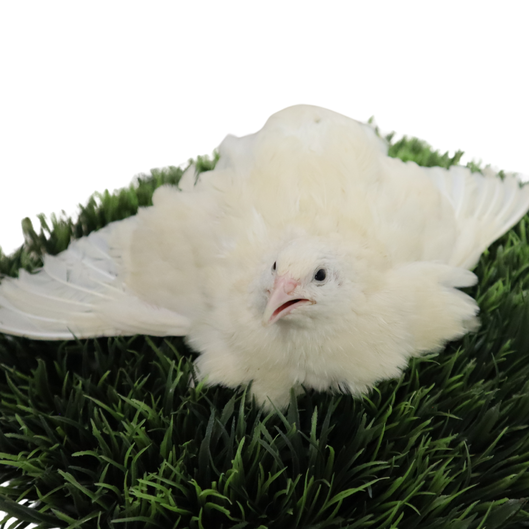 Jumbo white Coturnix quail hatching eggs from Quailz.com, freshly collected for high hatch rates, ideal for breeders and homesteaders.