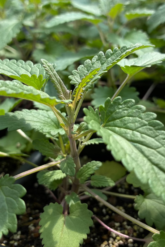 Dried Moldavian Balm herb, Dracocephalum moldavica, from Sow Exotic, showing green leaves and herb texture.