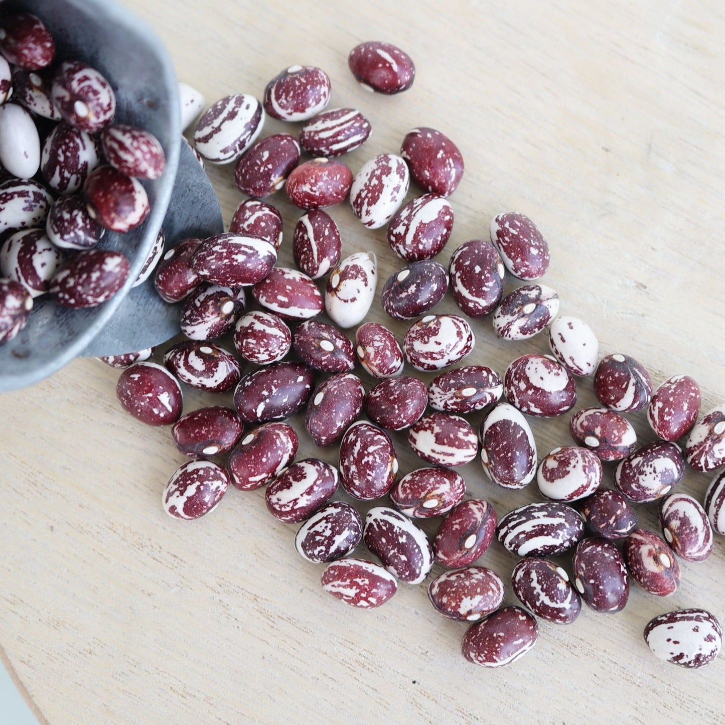 Good Mother Stallard Bean (Pole) - Blessings Grow Meadows