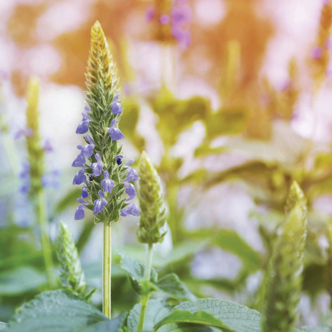 Chia - Blessings Grow Meadows