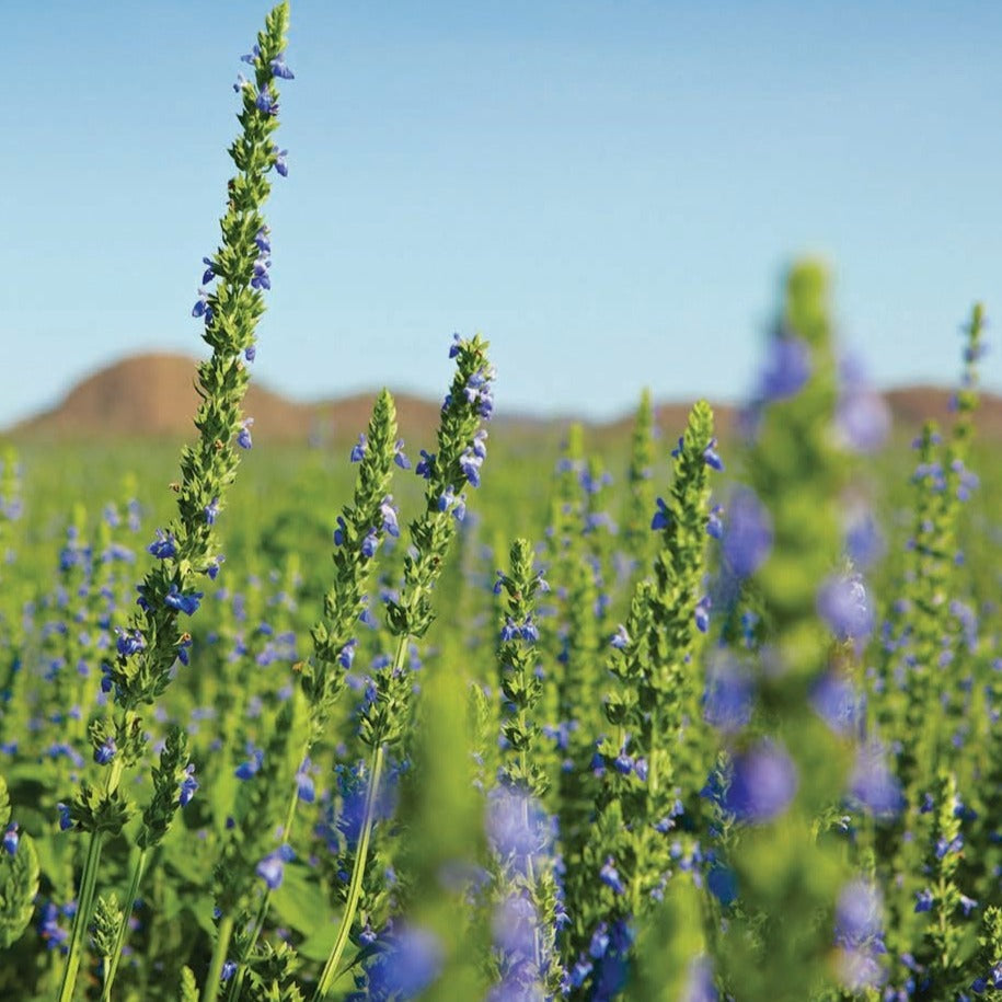 Black chia - Blessings Grow Meadows