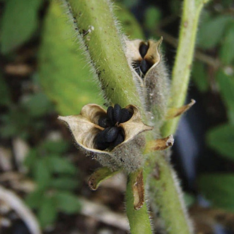 Black Sesame - Blessings Grow Meadows