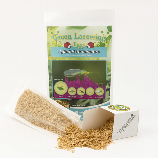 Green Lacewing Eggs - Blessings Grow Meadows -