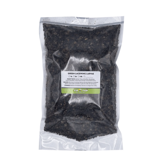 Green Lacewing Larvae - Blessings Grow Meadows -