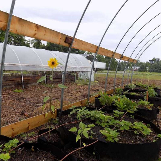 Photograph of a high-hoop greenhouse with a single sunflower, strawberries, and other plants in raised beds near a white plastic greenhouse and a wooden structure, showcasing vibrant green foliage and rich brown soil.