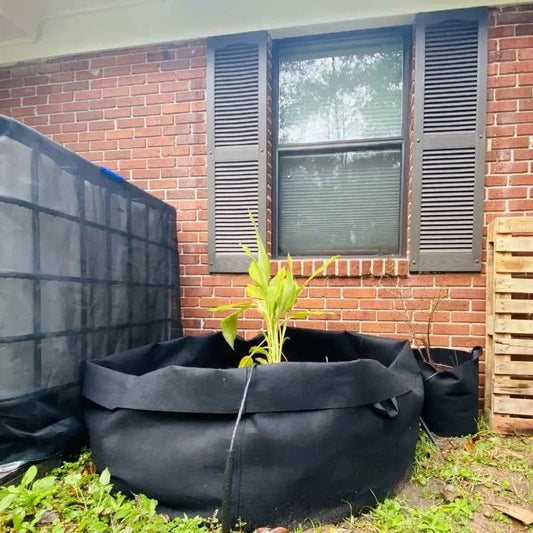 Photograph of a black fabric planter containing a vibrant yellow-green plant, situated against a red brick house with dark shutters and a large window, showcasing a small brown plant and a wooden pallet next to it.