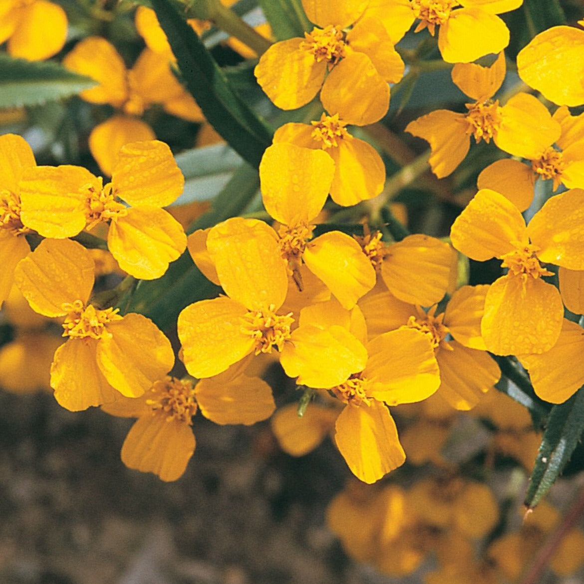 Mexican Mint Marigold - Blessings Grow Meadows