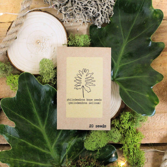 Houseplant Buff Houseplant Seed Collection - Blessings Grow Meadows -