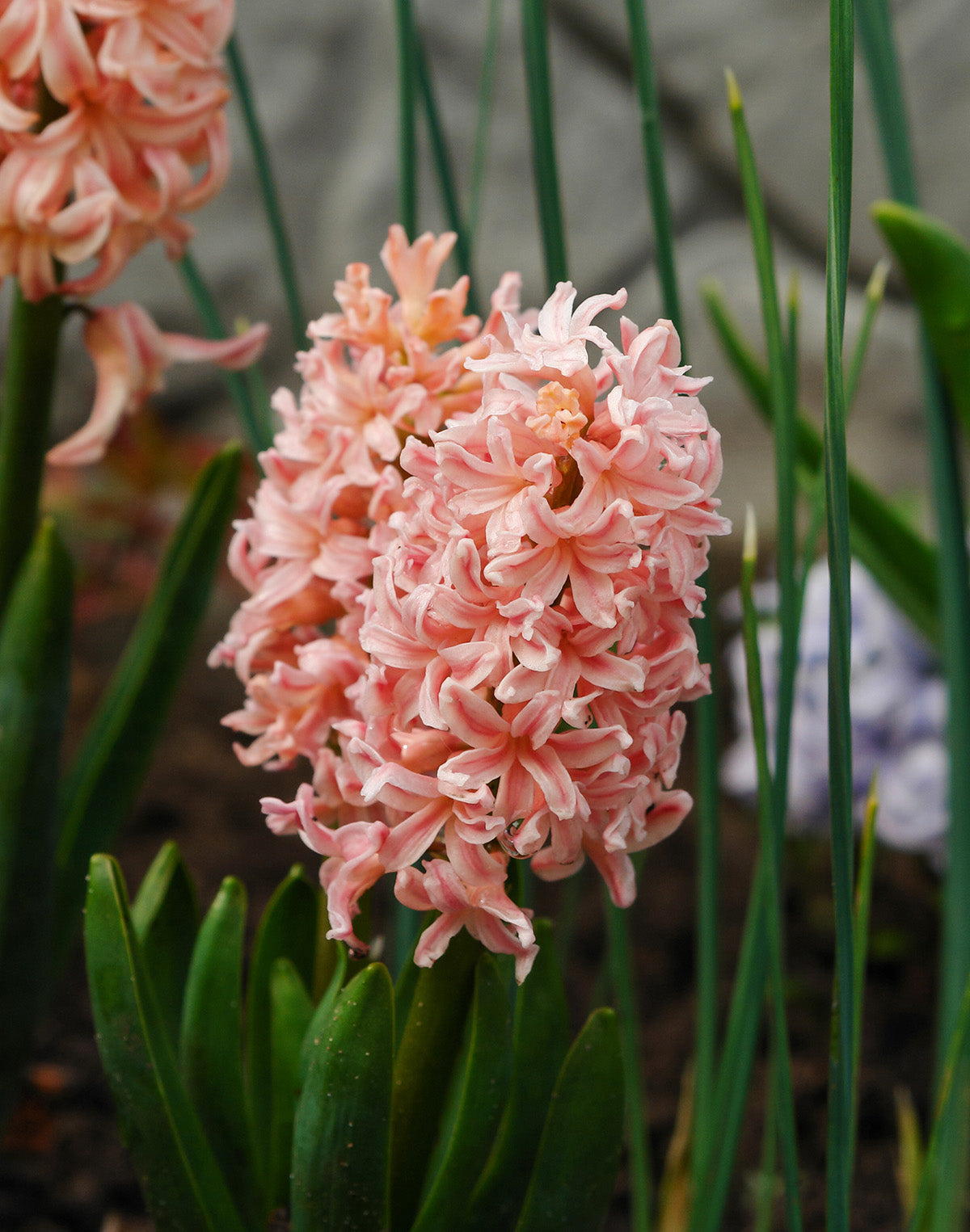 Gypsy Queen Hyacinth - 10 bulbs