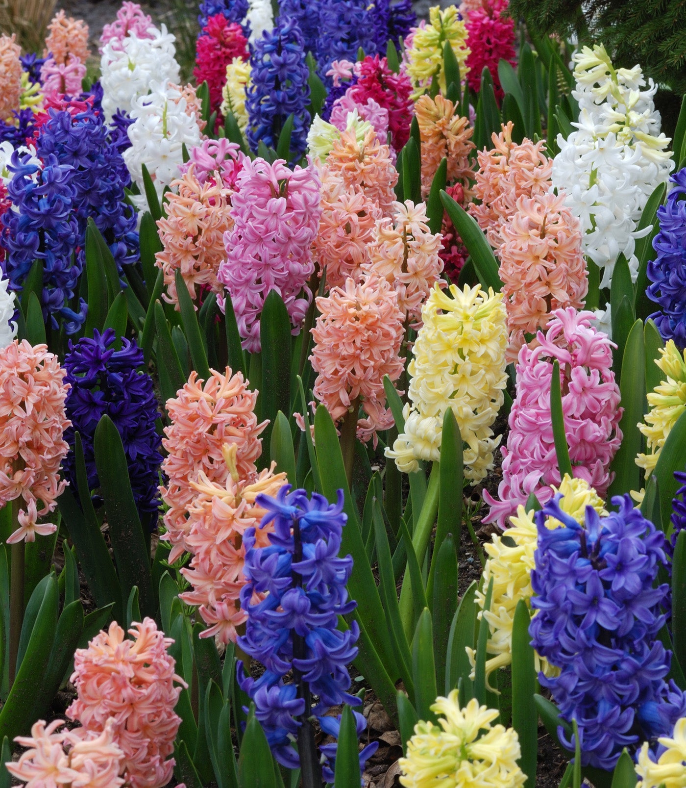 Mixed Hyacinths - 30 bulbs