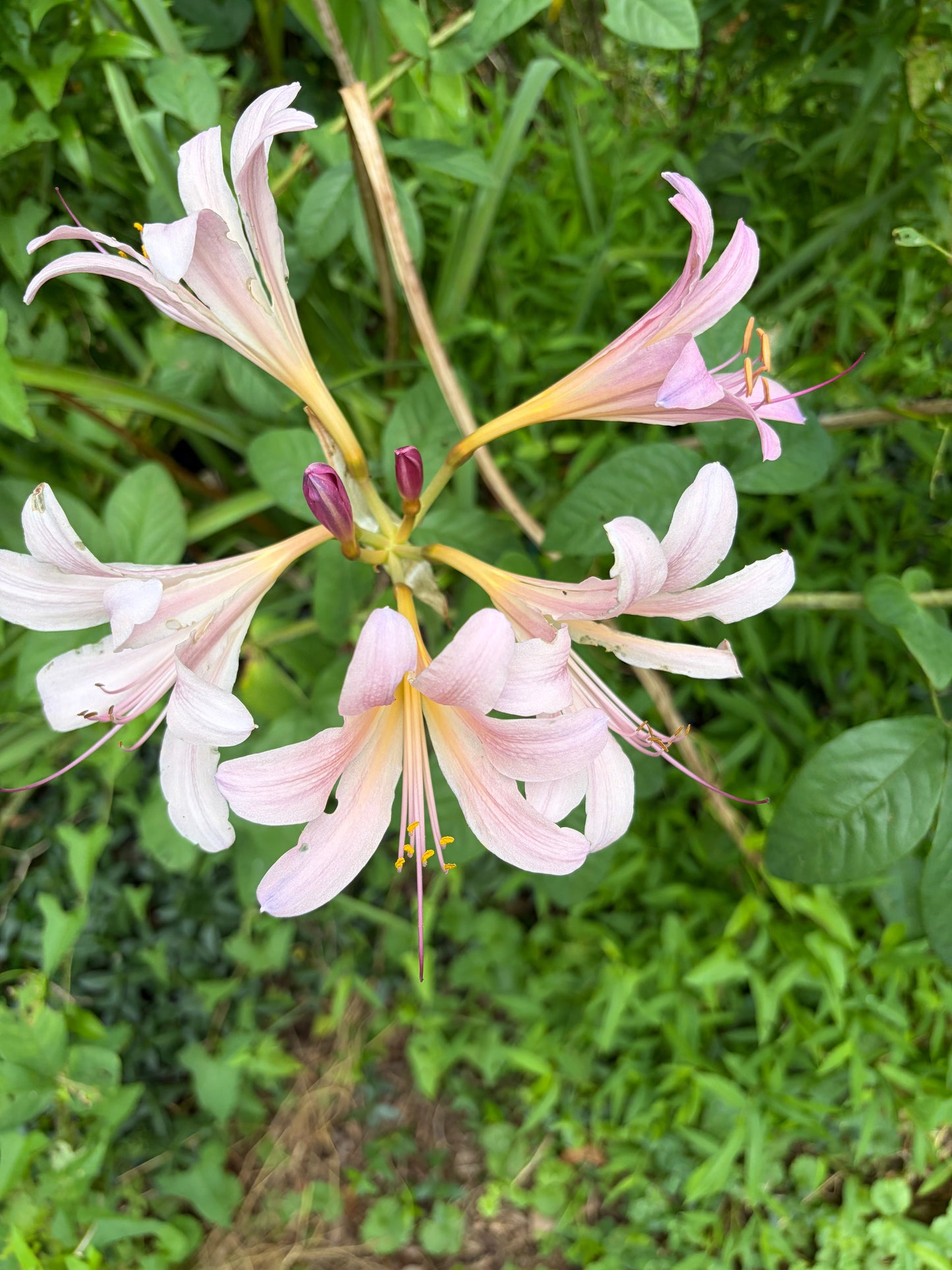 Naked Ladies Bulbs – Belladonna Lily & Resurrection Lily (3 Bulbs)