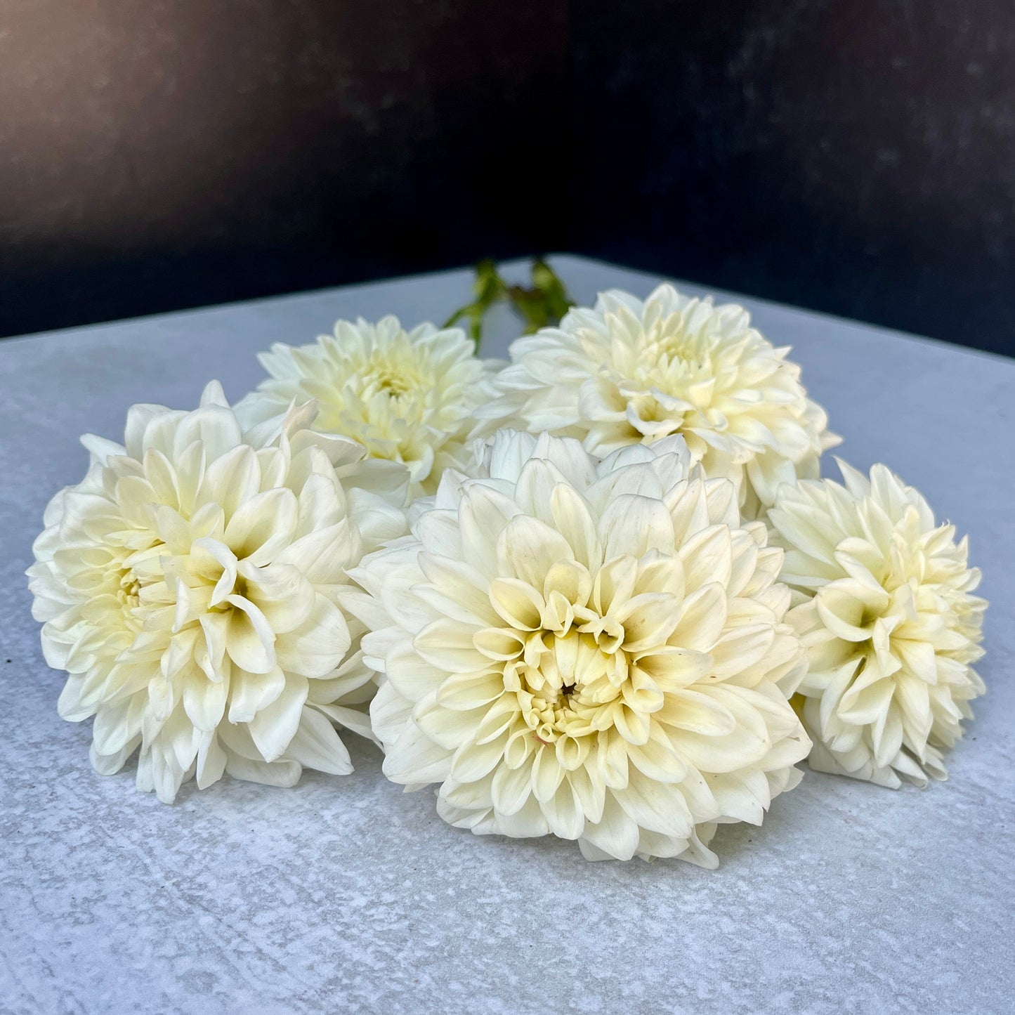 Dahlia Tuber Mix-White Wedding-10 Tubers