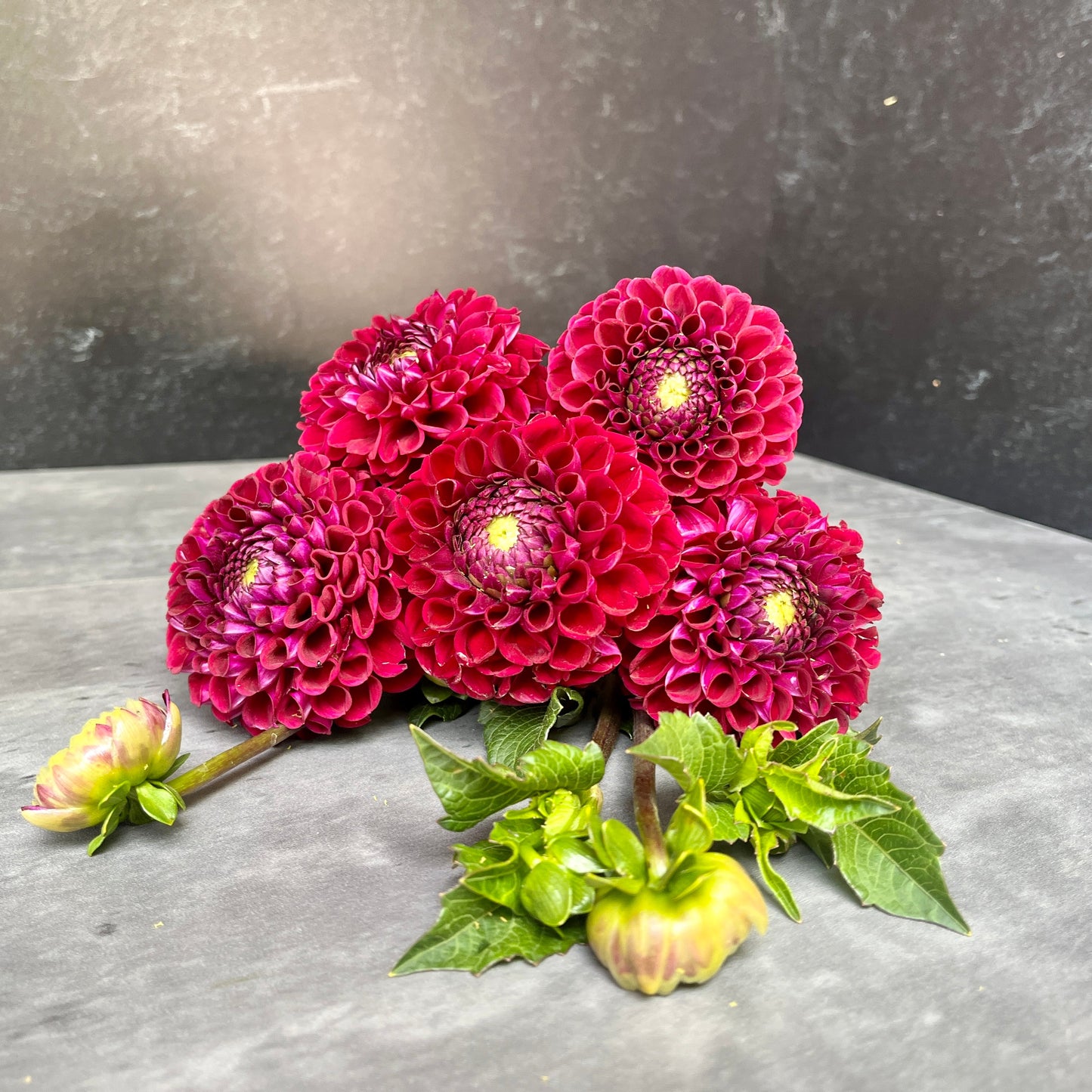 Dahlia Tuber Mix-Dark & Moody-10 Tubers