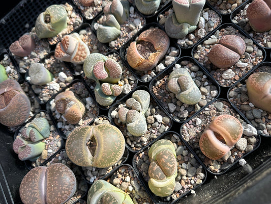 MYSTERY LITHOP - Living Stone Succulent in our Premium Lithops Mix! Includes Shipping!