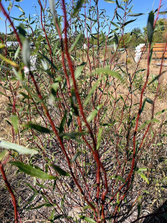 Scarlet Curly Willow (Salix matsudana) branch with vibrant red, curly twigs and green leaves, from The Farm On Central.