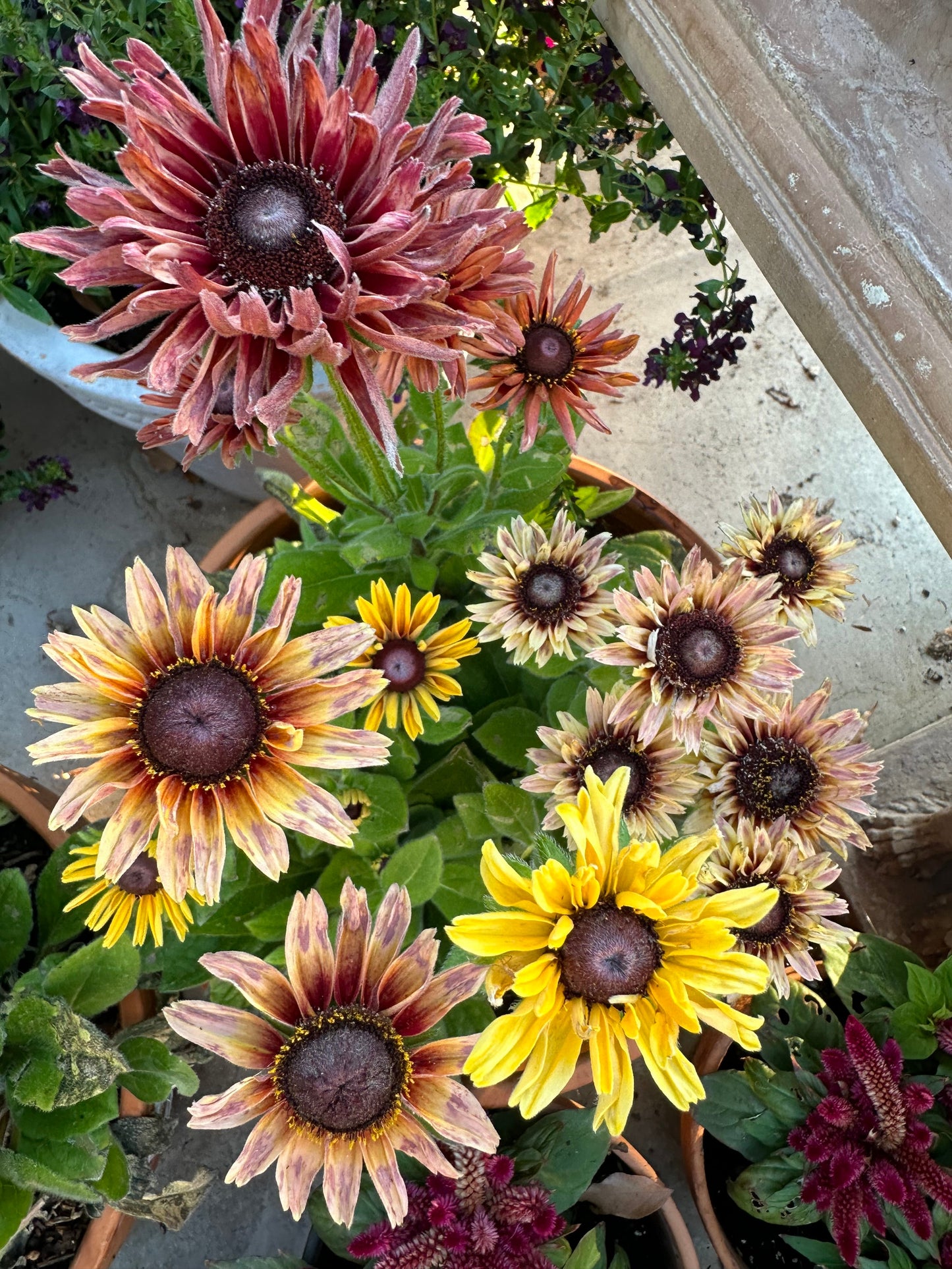 John's Plant Adventures Rudbeckia Sahara seeds in a packet, showcasing vibrant yellow flower seeds for gardening.