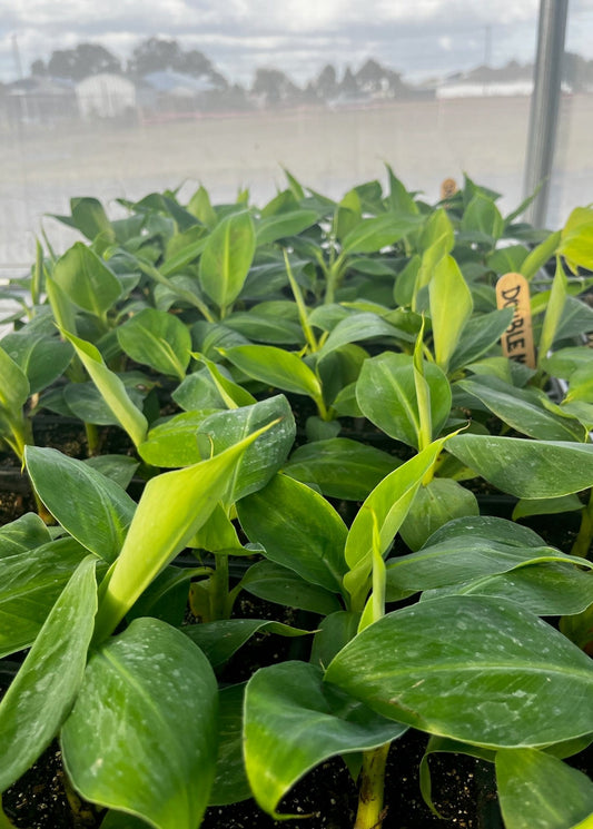 Banana Dwarf 'Double Mahoi' (Musa acuminata)