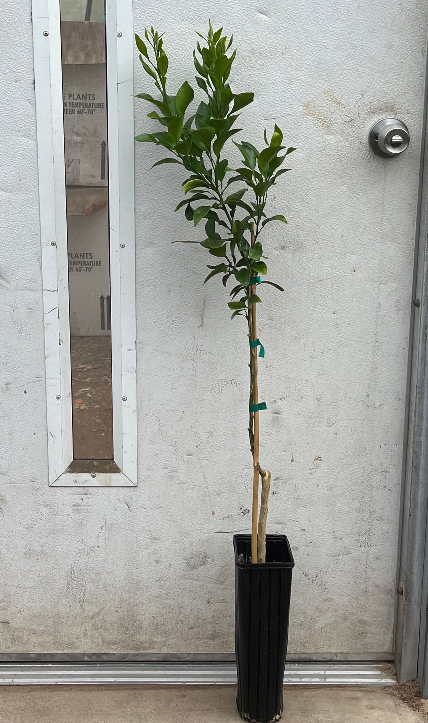 Fresh Meyer lemon from Murphy Citrus Nursery, vibrant yellow citrus fruit with smooth skin and bright interior.